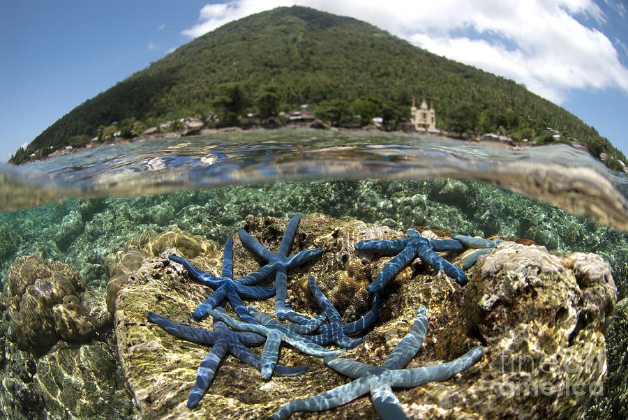 Blue Starfish Photograph by Colin Marshall/FLPA Blue Starfish Photograph by Colin Marshall/FLPA