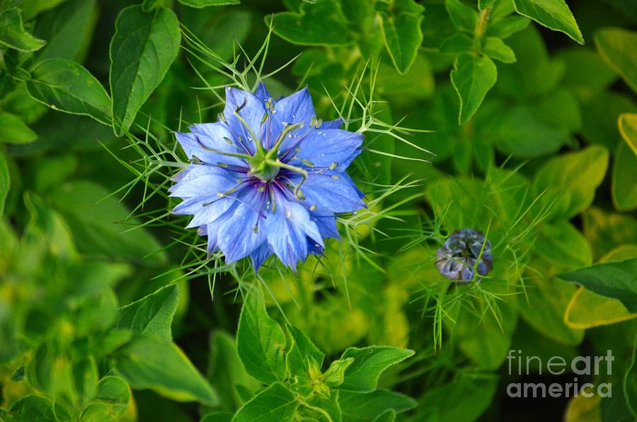 Nature Photograph - Blue Starlike Flower by M J