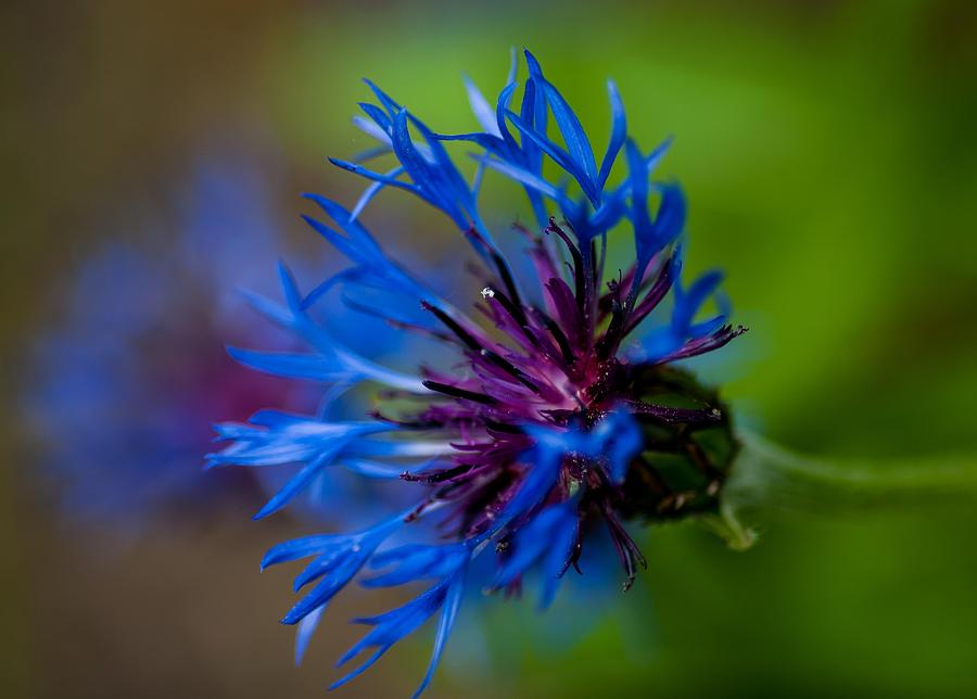 Flowers Still Life Photograph - Blue by Stephen Smith