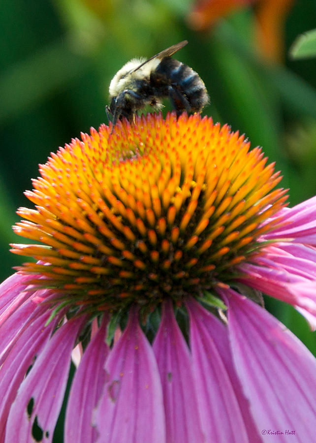 Blue Striped Bee Photograph by Kristin Hatt