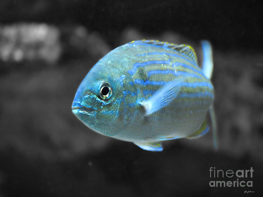 Blue Striped Fish Photograph by Jai Johnson