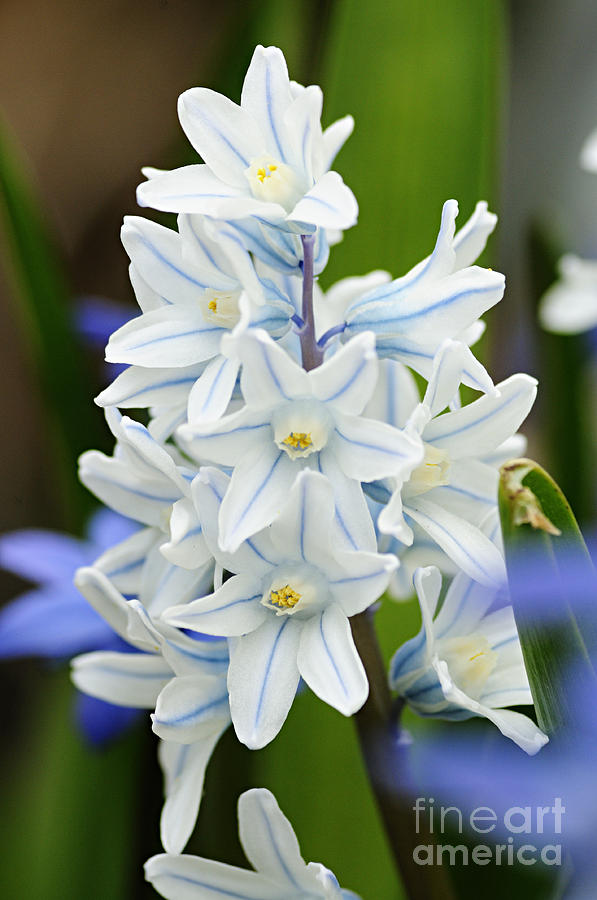 Blue Striped Squill Photograph by Larry Ricker