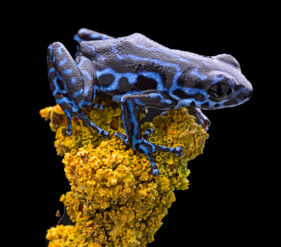 Blue striped strawberry poison frog Photograph by Dirk Ercken