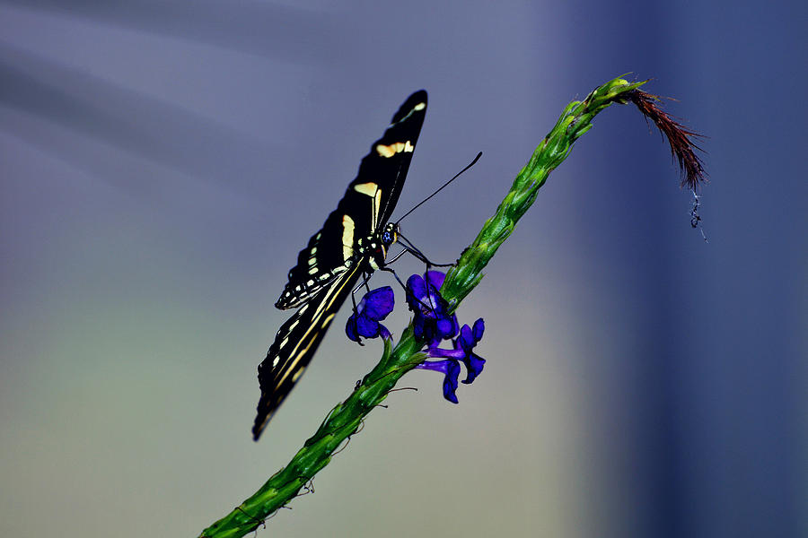 Butterfly Photograph - Blue by Stuart Harrison