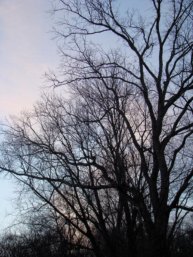Tree Photograph - Blue Sunset by Carol Senske