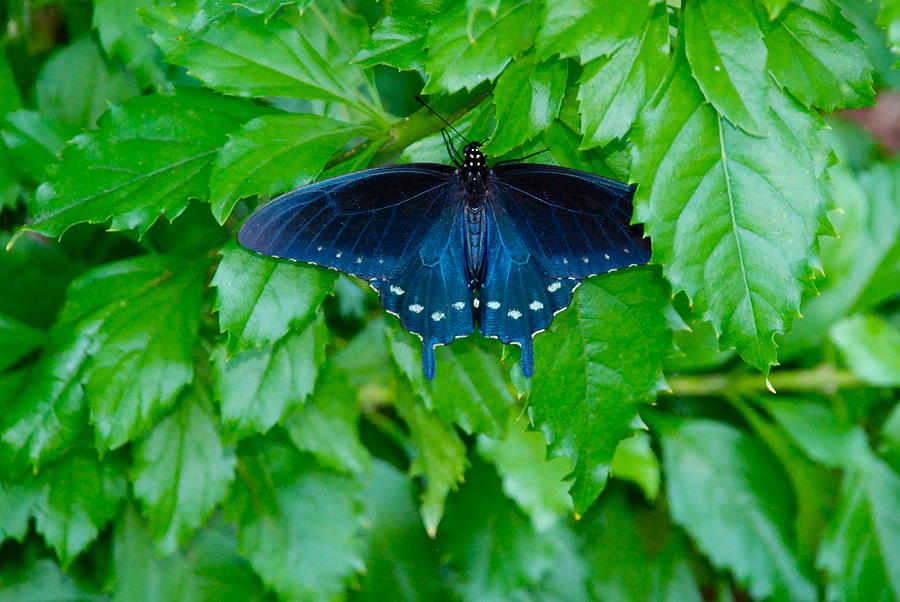 Blue Swallowtail Butterfly Photograph