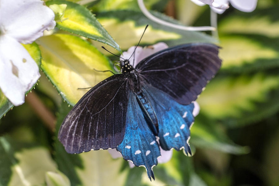 Blue Swallowtail Photograph by Cathy Donohoue