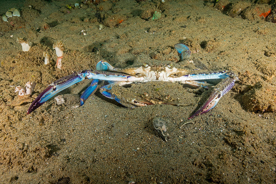 Blue Swimming Crab With Mate Photograph by Andrew J. Martinez
