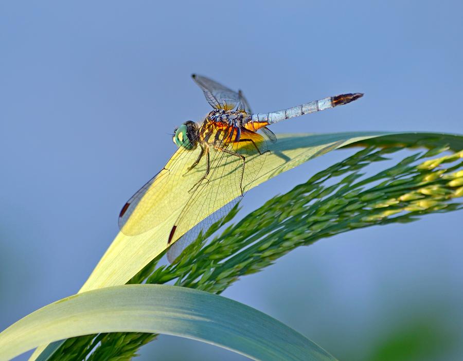 Blue Tail Dragonfly on Navarre Beach Photograph by Jeff at JSJ Photography