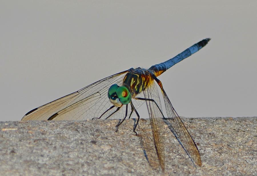 Blue Tail Dragonfly on Navarre Beach2 Photograph by Jeff at JSJ Photography