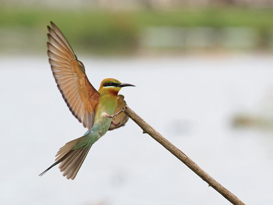 Blue-tailed Bee-eater Photograph by Chong Boon Tiong