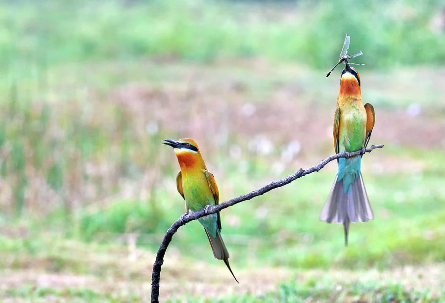 Nature Photograph - Blue-tailed Bee-eater Courtship Gift by K Jayaram