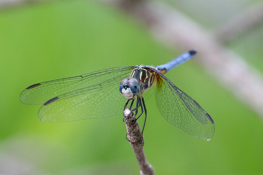 Blue-tailed Dragonfly Photograph by Ester McGuire