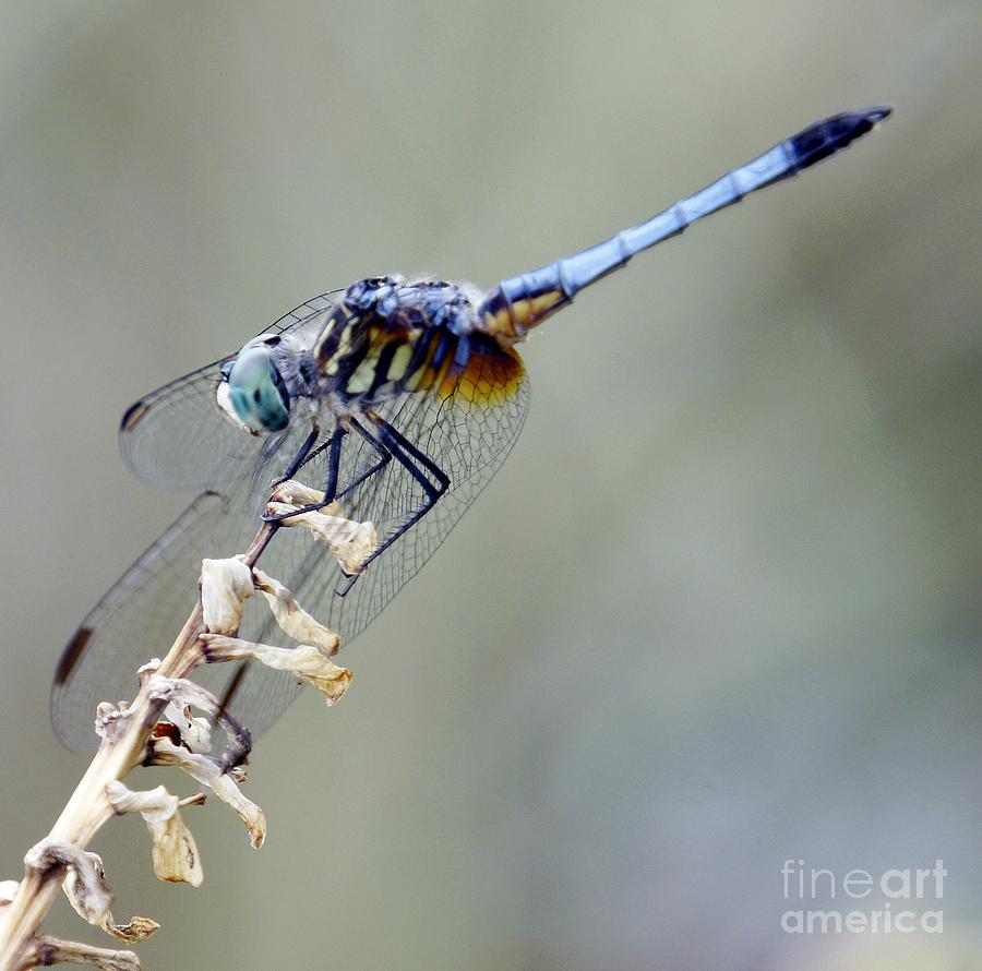 Blue-tailed Dragonfly Photograph by Lilliana Mendez