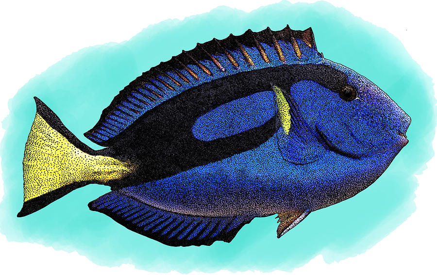 Blue Tang, Illustration Photograph by Roger Hall - Fine Art America