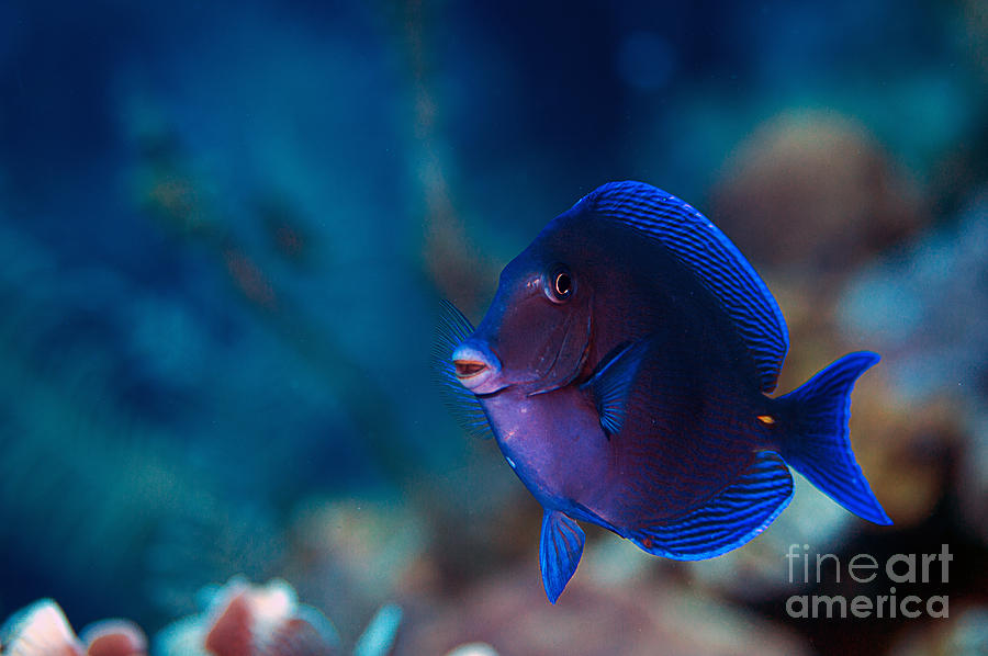 Blue Tang Photograph by JT Lewis