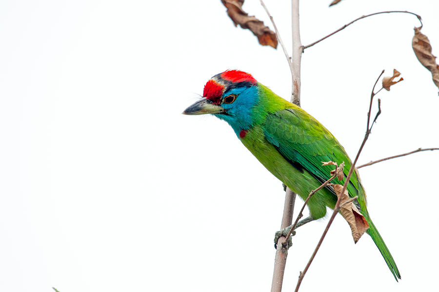 Blue Throated Barbet Photograph - Blue-throated Barbet by S S Cheema