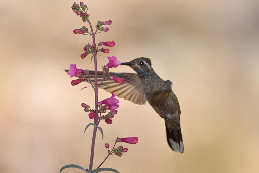 Hummingbird Photograph - Blue-throated Hummingbird by Alan Lenk