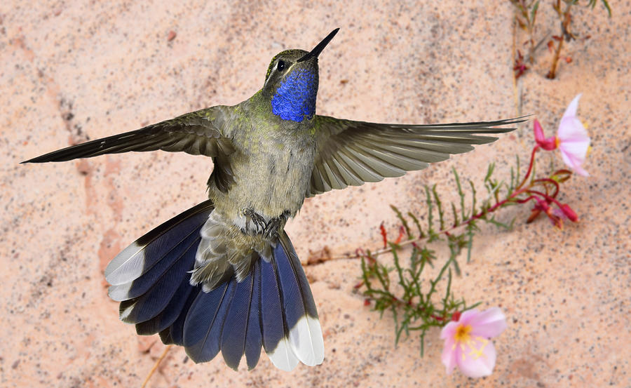 Blue-Throated Hummingbird and Pale Evening Primrose Photograph by Gregory Scott