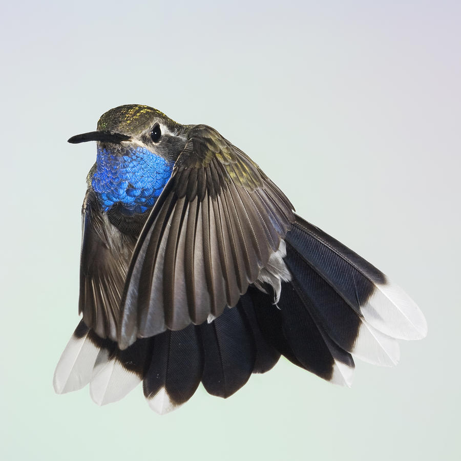 Hummingbird Photograph - Blue Throated Hummingbird by Gregory Scott