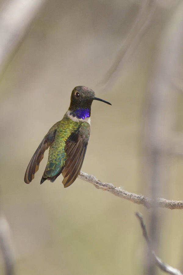 Hummingbird Photograph - Blue-throated Hummingbird Male by Alan Lenk