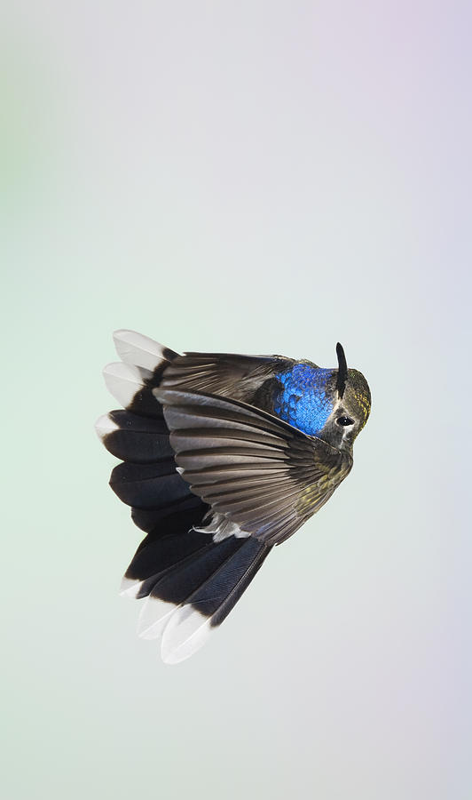 Blue-Throated Hummingbird - Wings  Forward Photograph by Gregory Scott