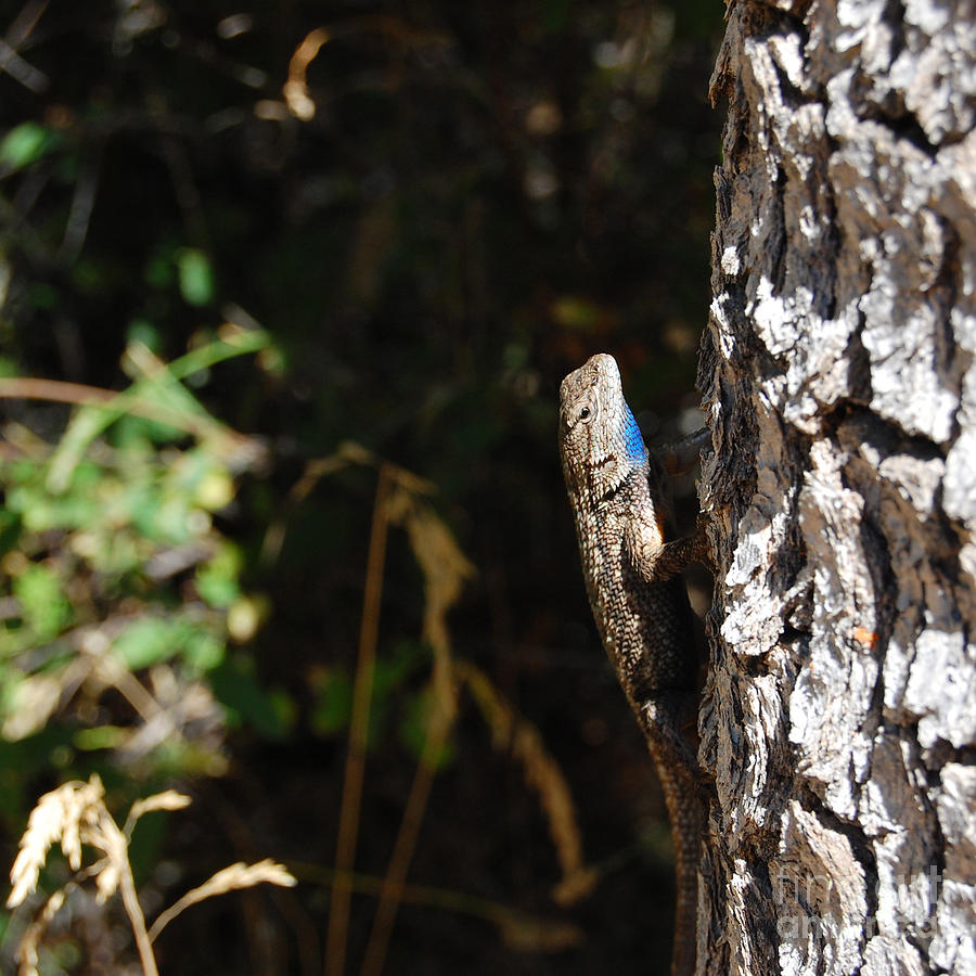 Blue Throated Lizard 1 Photograph by Debra Thompson