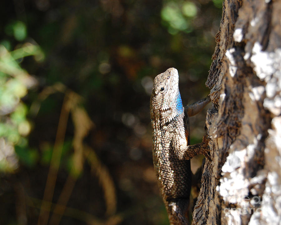 Blue Throated Lizard 2 Photograph by Debra Thompson