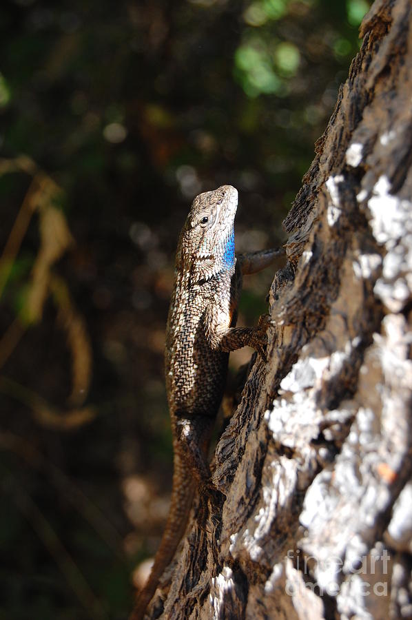 Blue Throated Lizard 3 Photograph by Debra Thompson