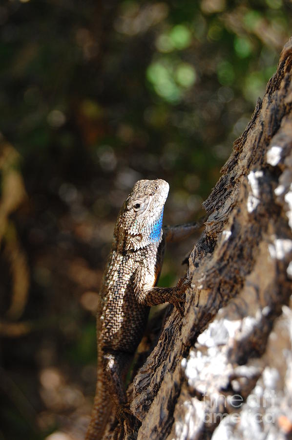 Blue Throated Lizard 4 Photograph by Debra Thompson