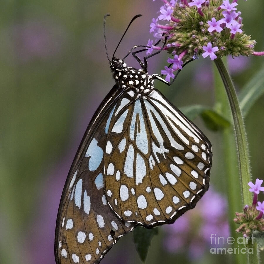 Blue Tiger Butterfly Photograph by Chris Scroggins