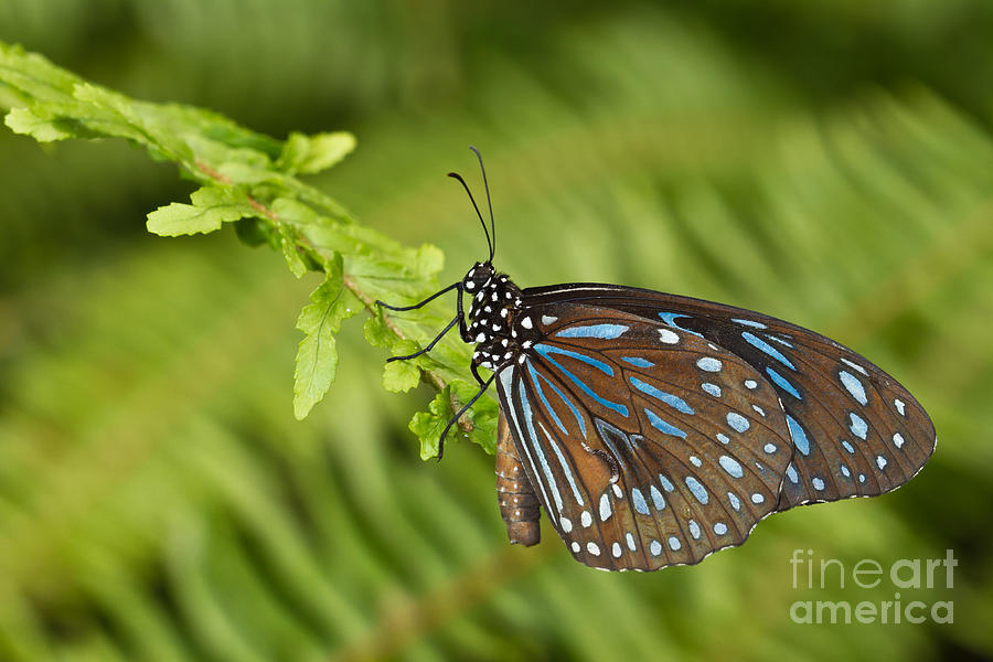 Blue Tiger Butterfly  on fern Photograph by Bryan Keil