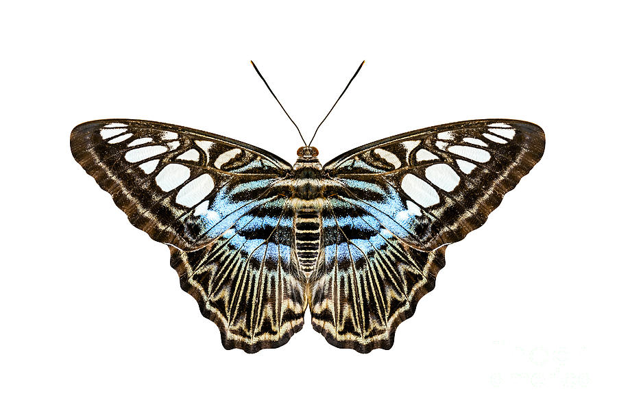 Blue Tiger Striped Butterfly Digital Art By Markus Gann Fine Art America