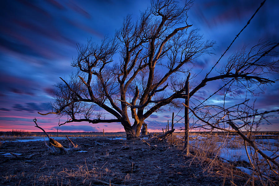 Sunset Photograph - Blue Timber by Thomas Zimmerman