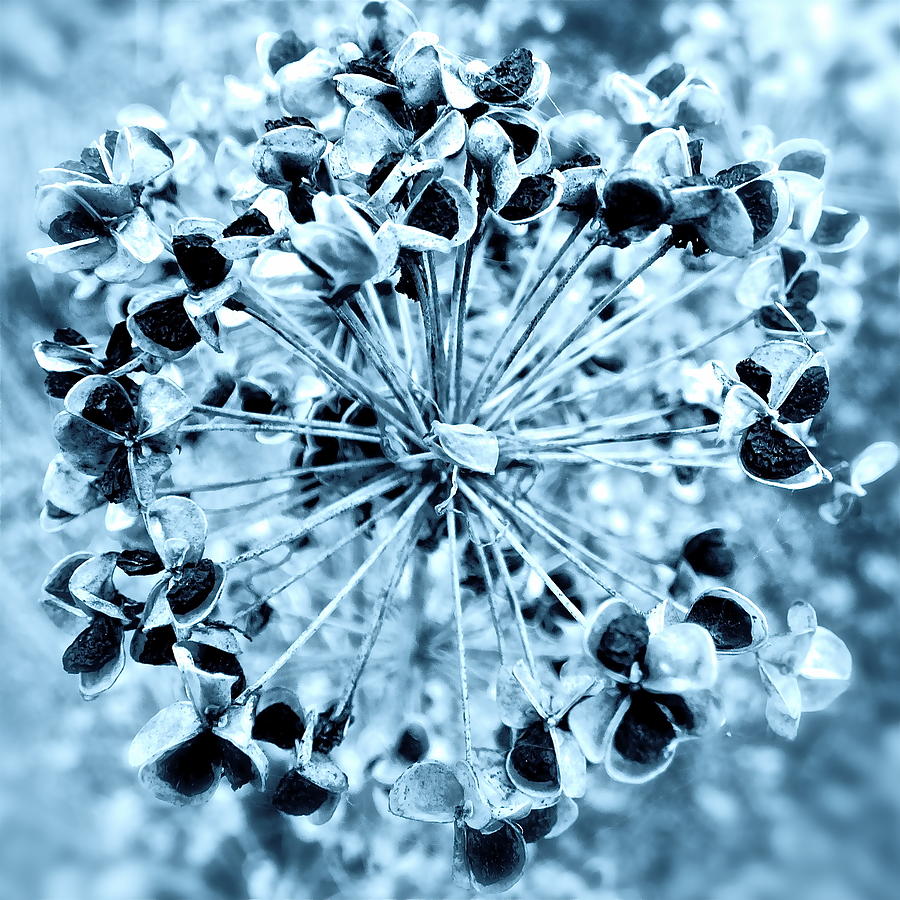 Blue Tint Allium Seed Head Photograph by Jean Wright