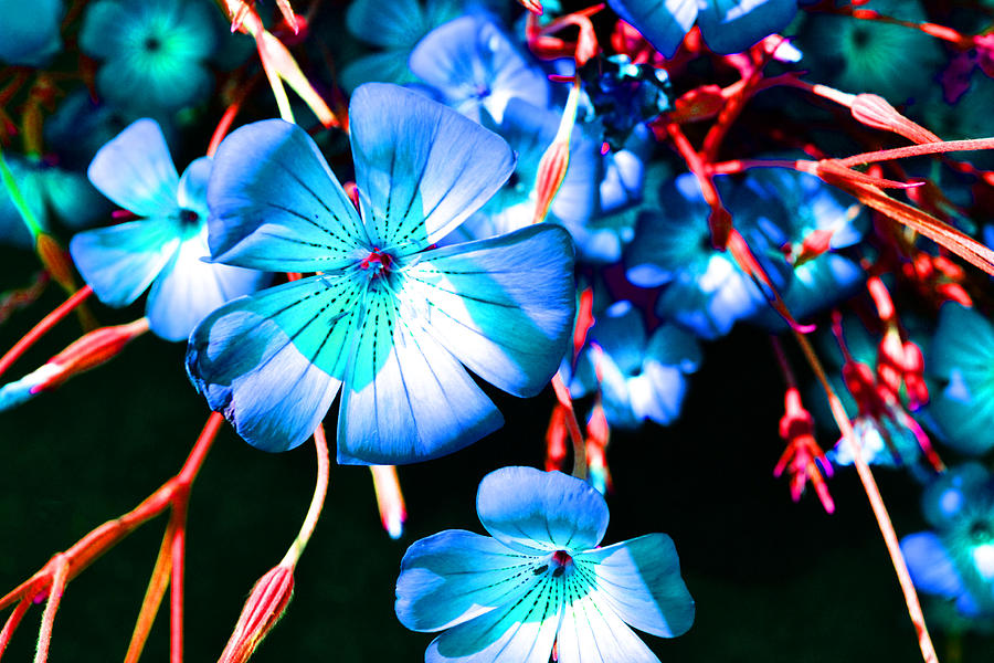 Blue Tint Flowers Photograph by Holly Blunkall