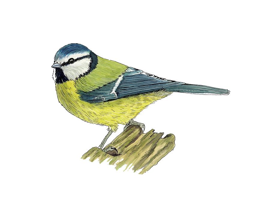 Wildlife Photograph - Blue tit, artwork by Science Photo Library