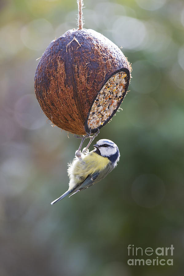 Bird Photograph - Blue Tit Feeding by Tim Gainey