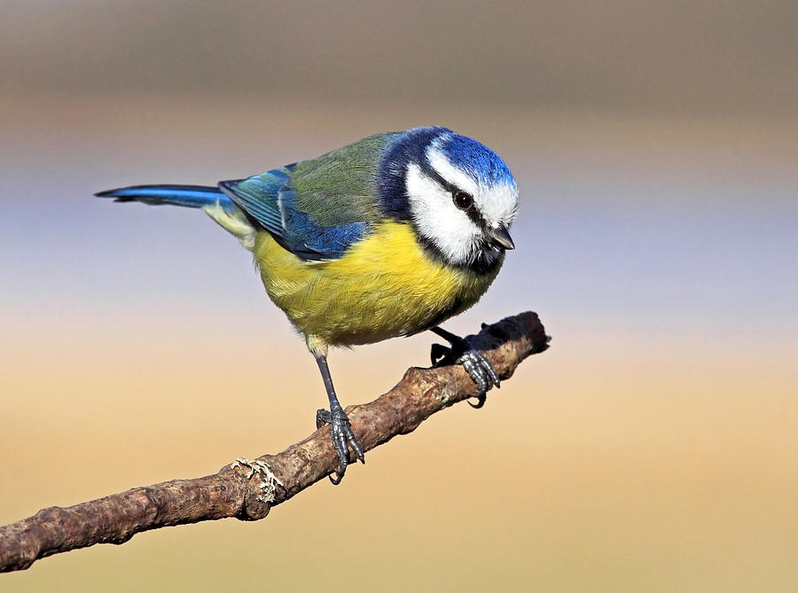 Nature Photograph - Blue tit by Grant Glendinning