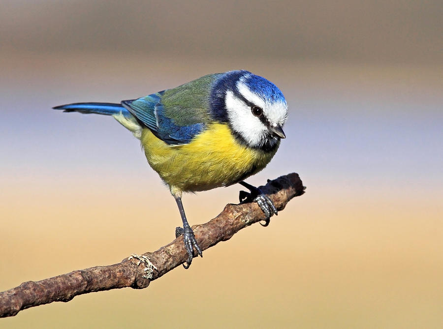 Blue tit Photograph by Grant Glendinning