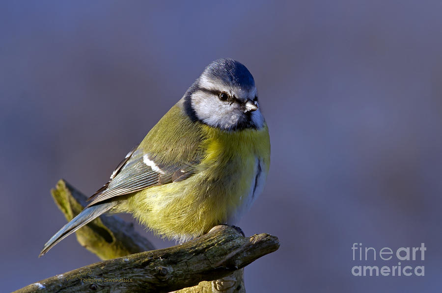 Blue Tit In The Blue Photograph