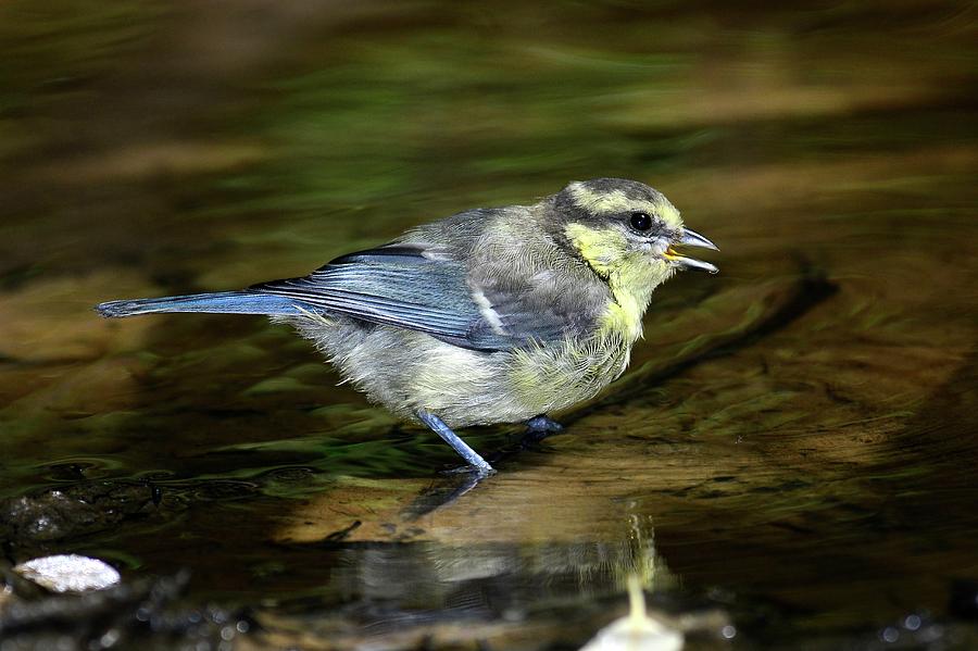 Nature Photograph - Blue Tit Juvenile Drinking by Colin Varndell/science Photo Library