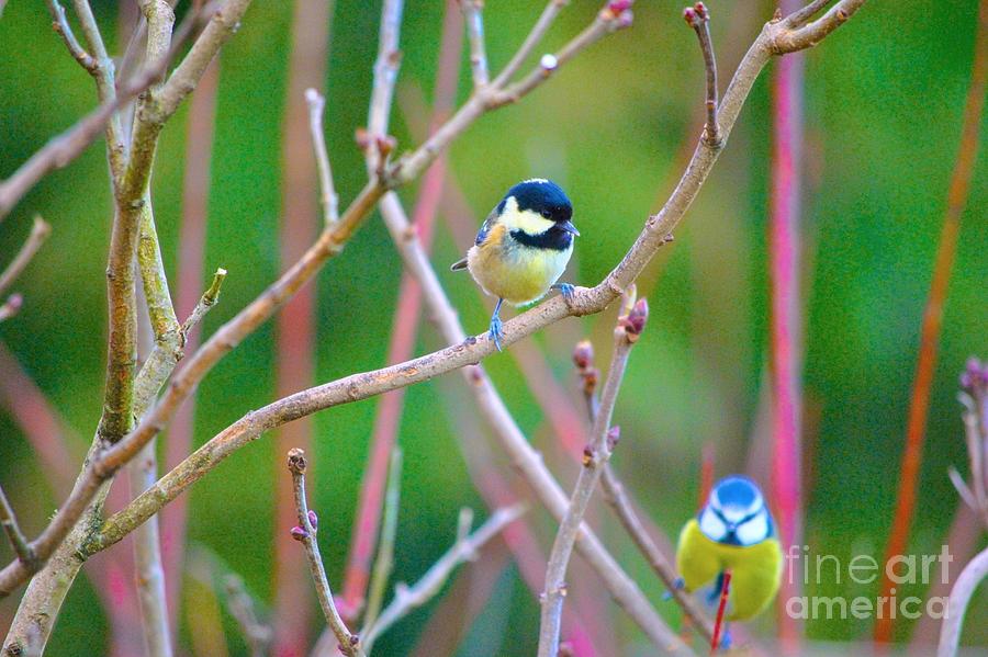 Winter Photograph - Blue Tit by Kimberly McDonell