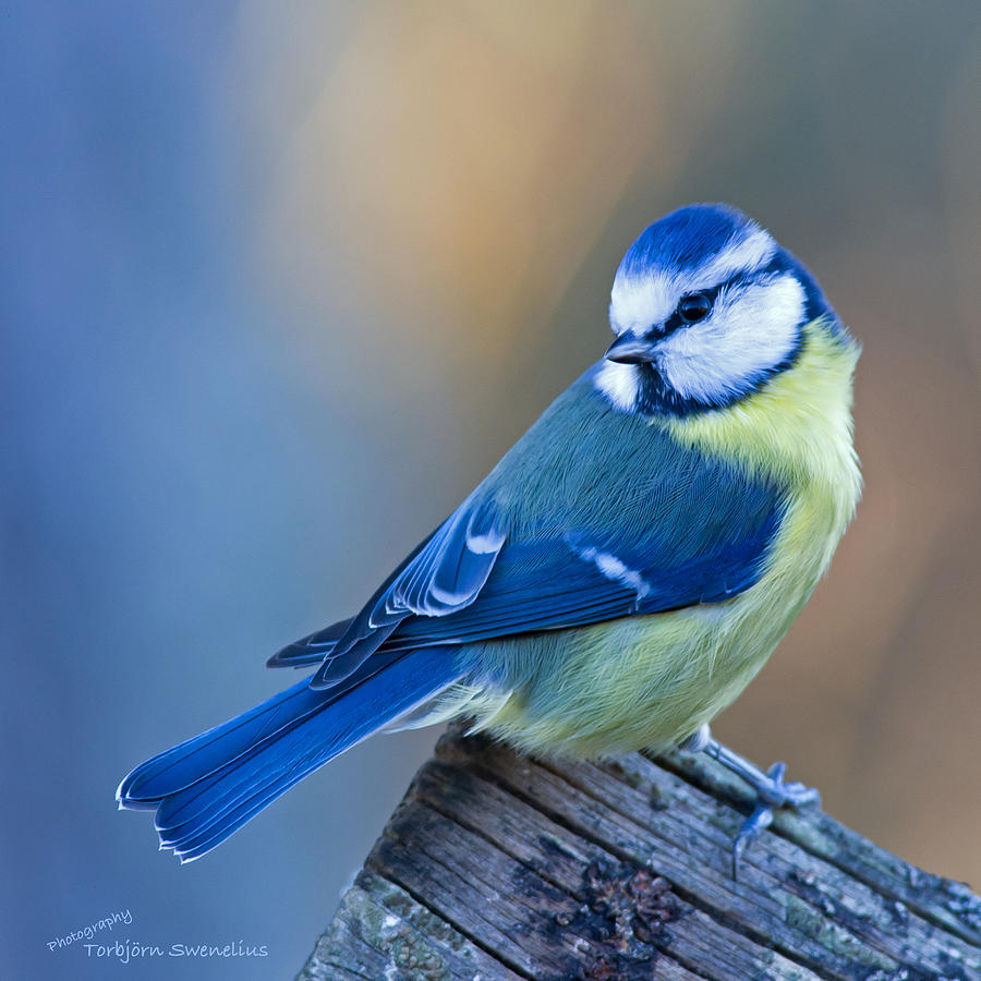 Blue Tit looking behind Photograph by Torbjorn Swenelius