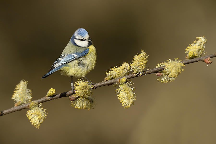 Blue Tit Netherlands Photograph by Marianne Brouwer