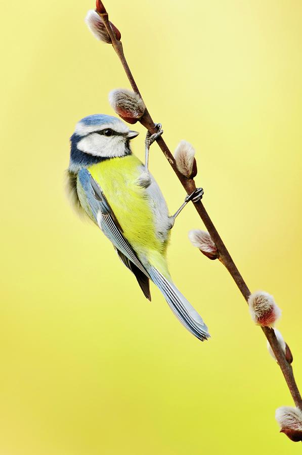 Blue Tit On Pussy Willow Photograph by Bildagentur-online/mcphoto-rolfes/science Photo Library