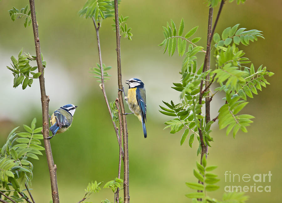 Wildlife Photograph - Blue Tit pair by Liz Leyden