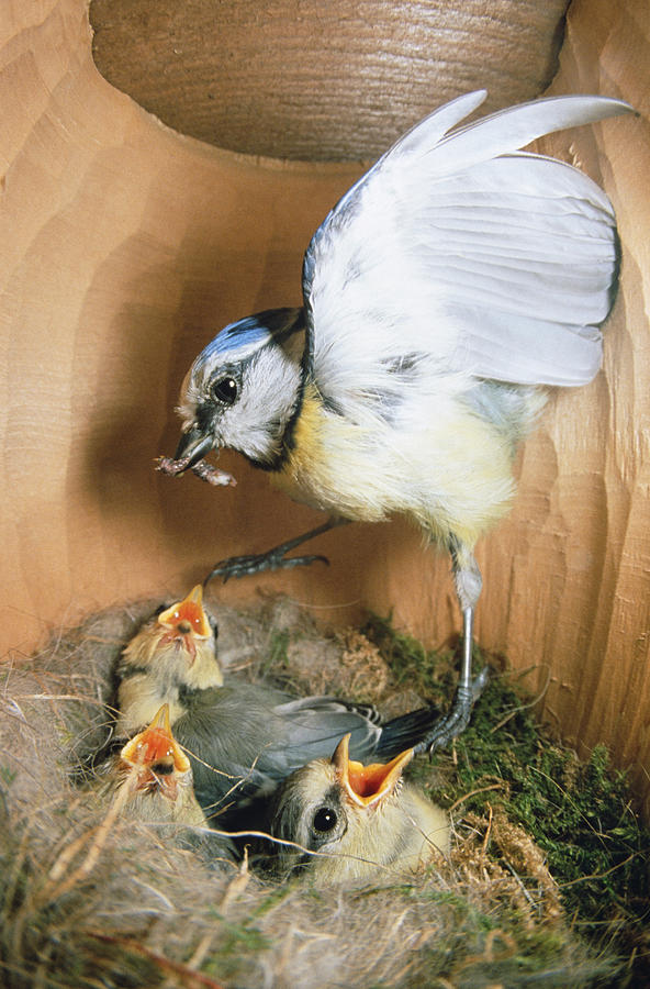 Blue Tit Parus Caeruleus Parent Photograph by Konrad Wothe Blue Tit Parus Caeruleus Parent Photograph by Konrad Wothe