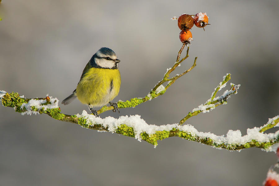Blue Tit Perched On Snowy Branch With Photograph by Mike Powles Blue Tit Perched On Snowy Branch With Photograph by Mike Powles