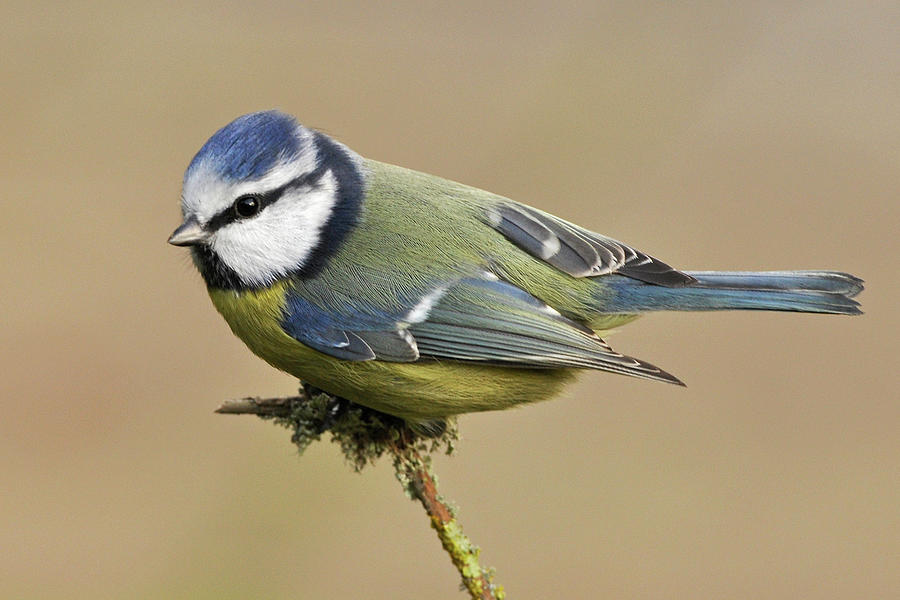 Blue Tit Photograph by Robert Trevis-smith